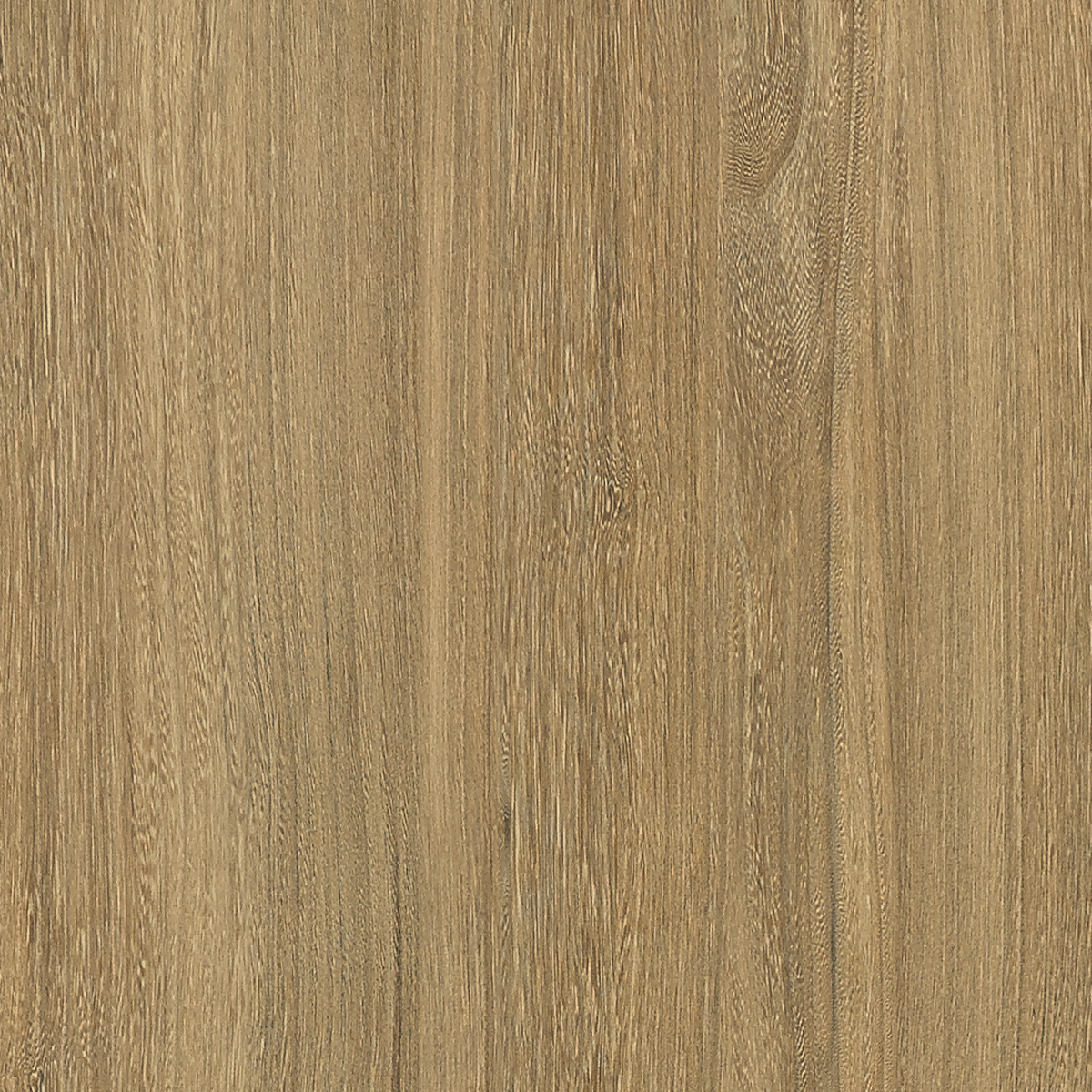 6407 - CORA Honey Elm Naturelle